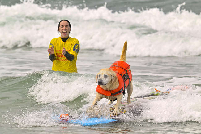 Учени откриха генетична склонност към преяждане при някои кучета и хора