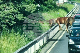 Разлог - коне - път