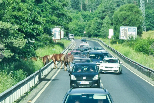 Разлог - коне - път