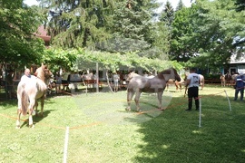 Село Орешак - български тежковозен кон - изложение