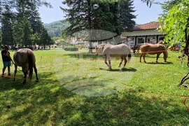 Село Орешак - български тежковозен кон - изложение