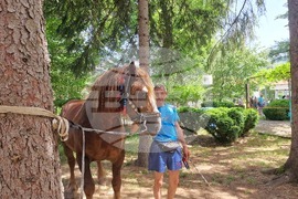 Село Орешак - български тежковозен кон - изложение