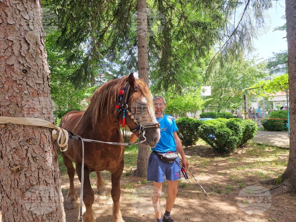 Село Орешак - български тежковозен кон - изложение