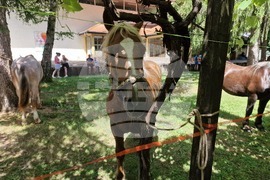 Село Орешак - български тежковозен кон - изложение