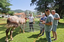 Село Орешак - български тежковозен кон - изложение