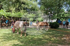 Село Орешак - български тежковозен кон - изложение