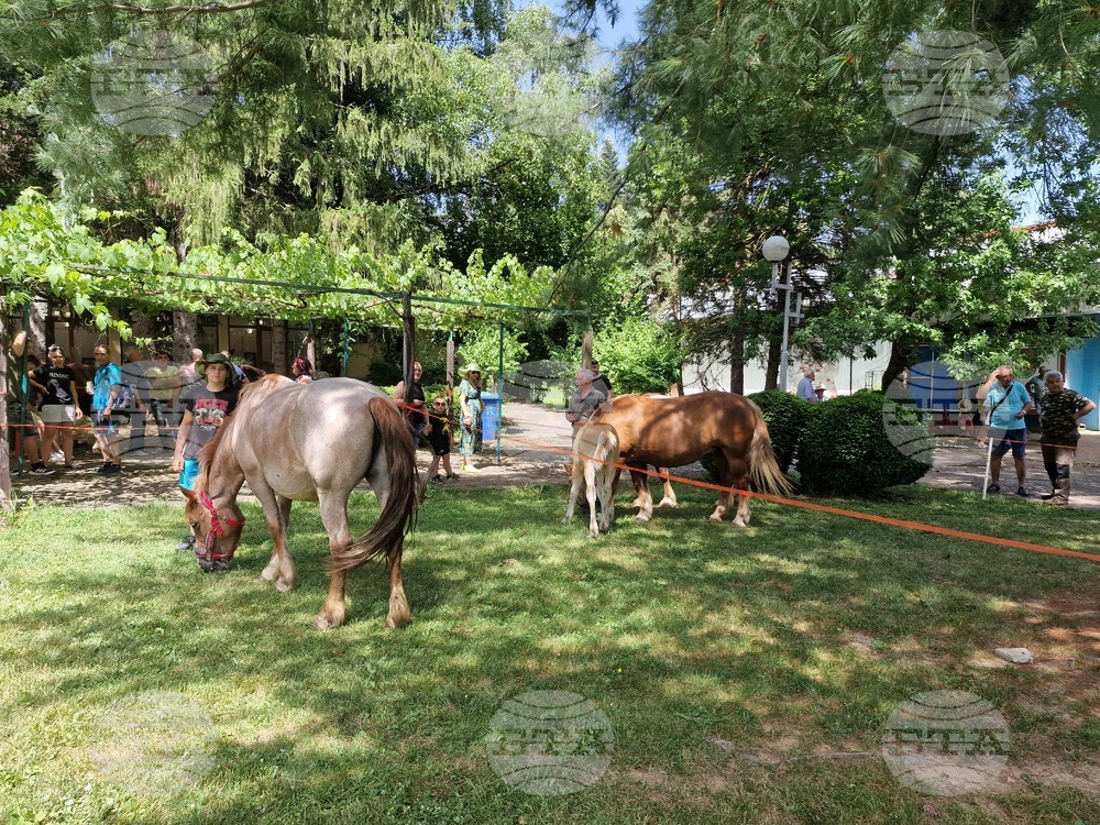 Село Орешак - български тежковозен кон - изложение
