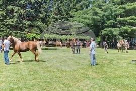 Село Орешак - български тежковозен кон - изложение