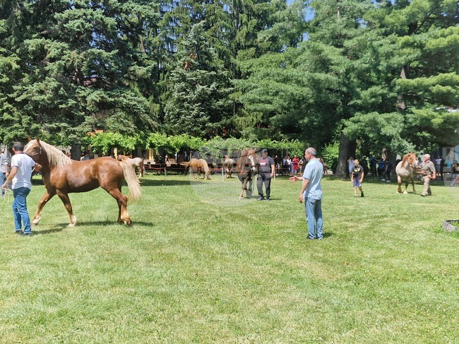 Изложение на български тежковозни коне организират в Орешак на 21 юни