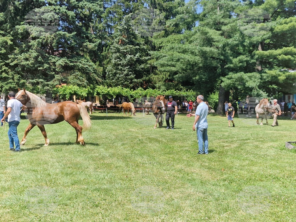 Село Орешак - български тежковозен кон - изложение