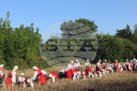 Тервел - Фестивал на бялата жътва