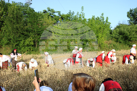 Тервел - Фестивал на бялата жътва