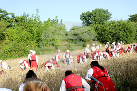 Тервел - Фестивал на бялата жътва