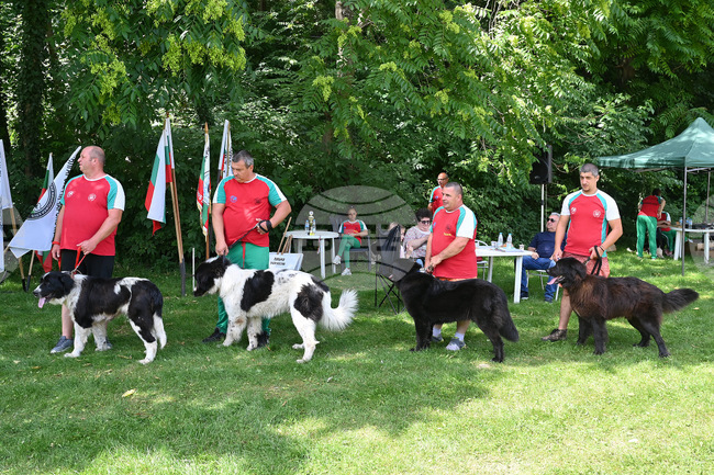 Монтана - кучета - изложба