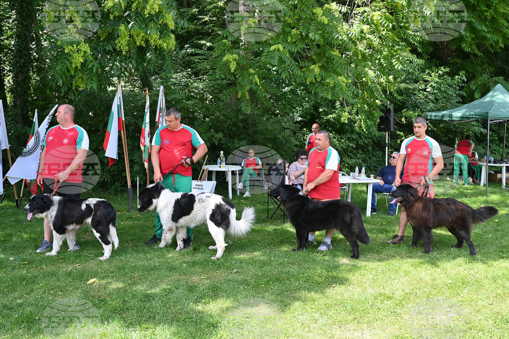 Монтана - кучета - изложба