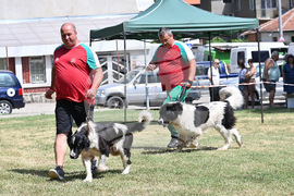 Монтана - кучета - изложба