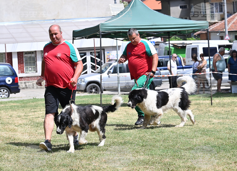Монтана - кучета - изложба