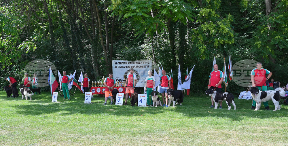 Монтана - кучета - изложба