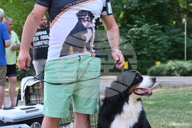 Монтана - кучета - изложба