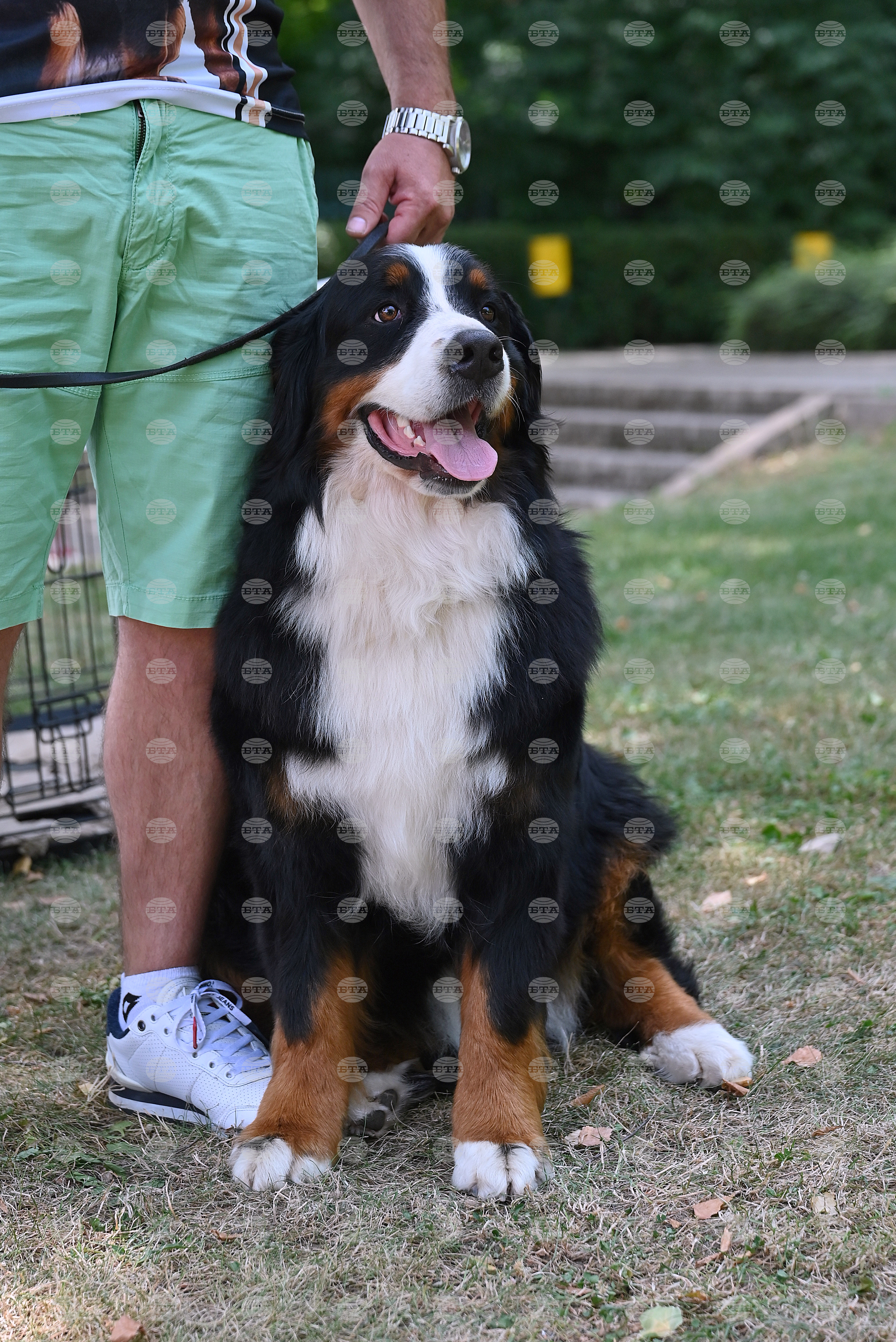 Монтана - кучета - изложба