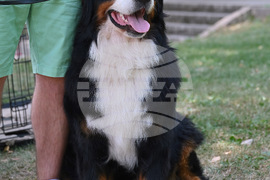 Монтана - кучета - изложба