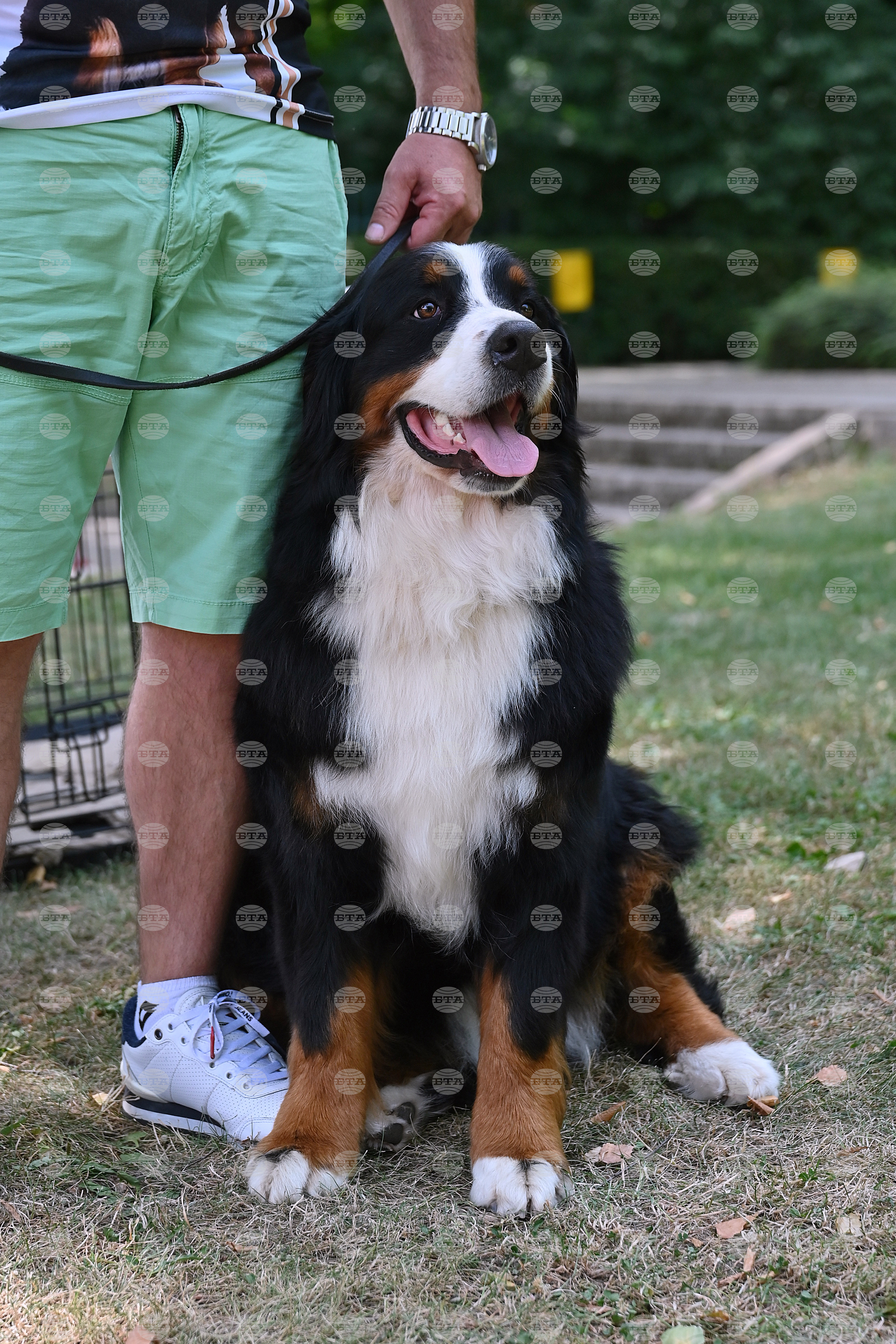 Монтана - кучета - изложба