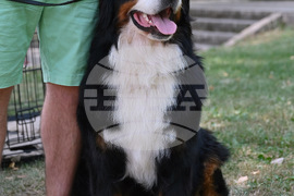 Монтана - кучета - изложба