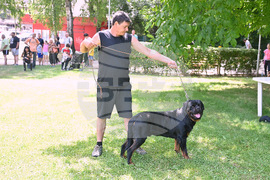 Монтана - кучета - изложба