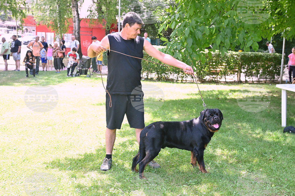 Монтана - кучета - изложба