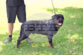 Монтана - кучета - изложба