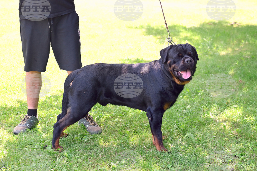 Монтана - кучета - изложба