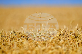 Исперих - жътва