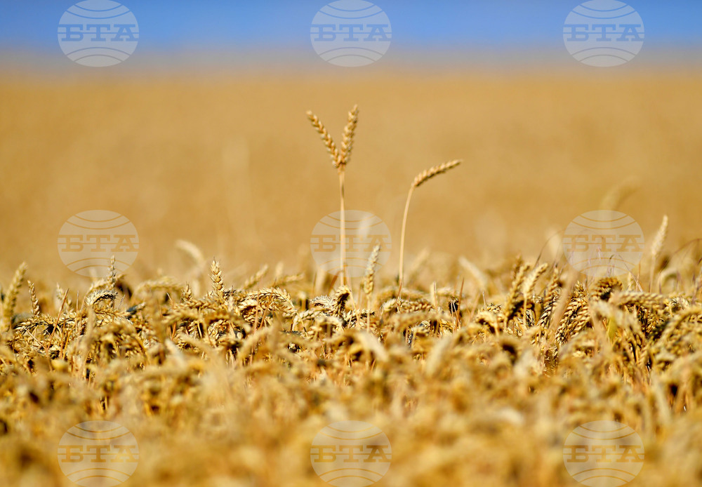 Износът и вносът на селскостопански и хранителни продукти на ЕС достигнаха рекорд през 2024 г., по данни на Еврокомисията