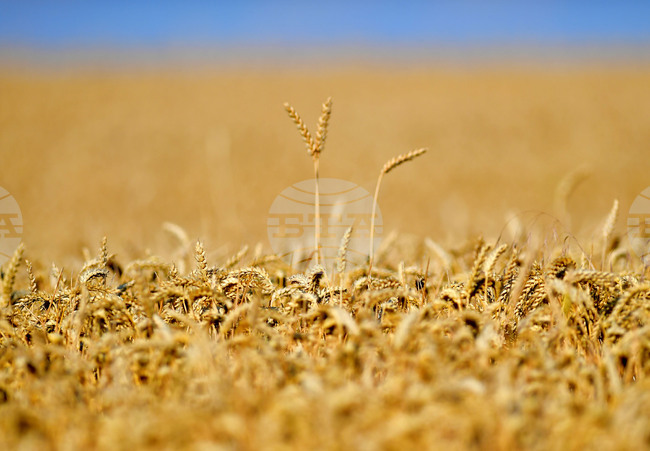 Световните цени на храните се понижават през септември, отчита ФАО 