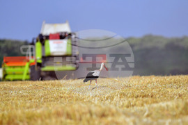 Исперих - жътва