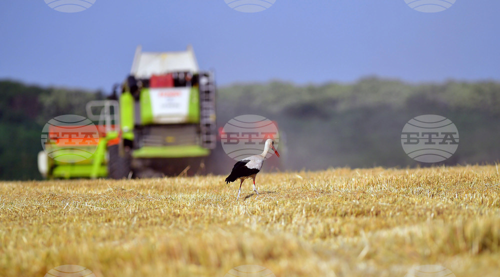 Исперих - жътва