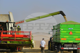 Исперих - жътва