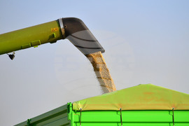 Исперих - жътва