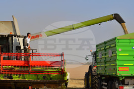 Исперих - жътва