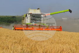 Исперих - жътва