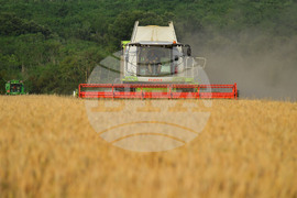 Исперих - жътва