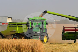 Исперих - жътва