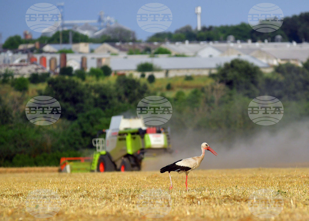 Исперих - жътва