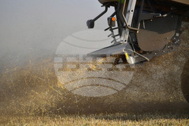 Исперих - жътва