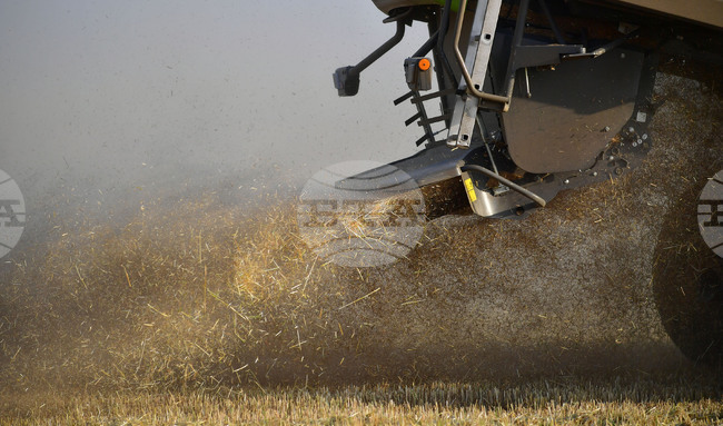 ФАО понижава прогнозата си за световната търговия със зърнени култури през 2024/25 г. до най-ниското ниво от пет години