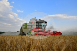 Исперих - жътва