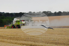 Исперих - жътва