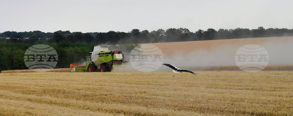 Исперих - жътва