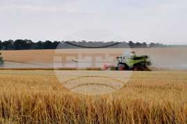 Исперих - жътва