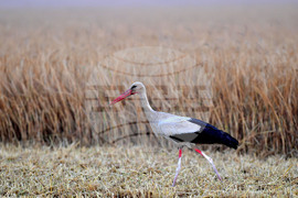 Исперих - жътва